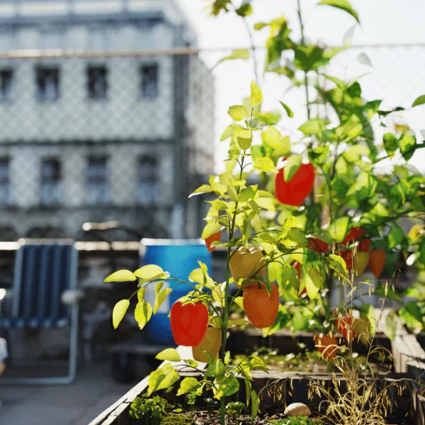 Maximizing Plant Health And Space With Planter Containers