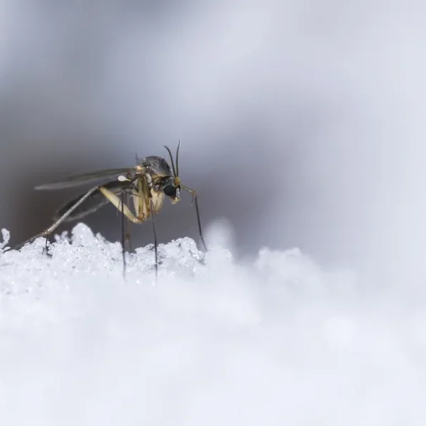 Seasonal Pest Behavior Explained: Why You See More Bugs in Summer vs. Winter