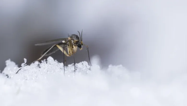 Seasonal Pest Behavior Explained: Why You See More Bugs in Summer vs. Winter