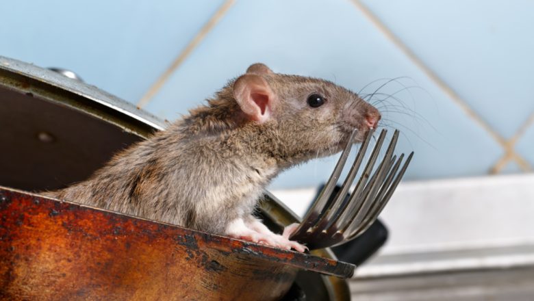 What Are The Ways to Get Garage Rodents Out of Your Home?